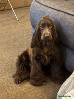 Cocker Spaniel dogs - Advert 13