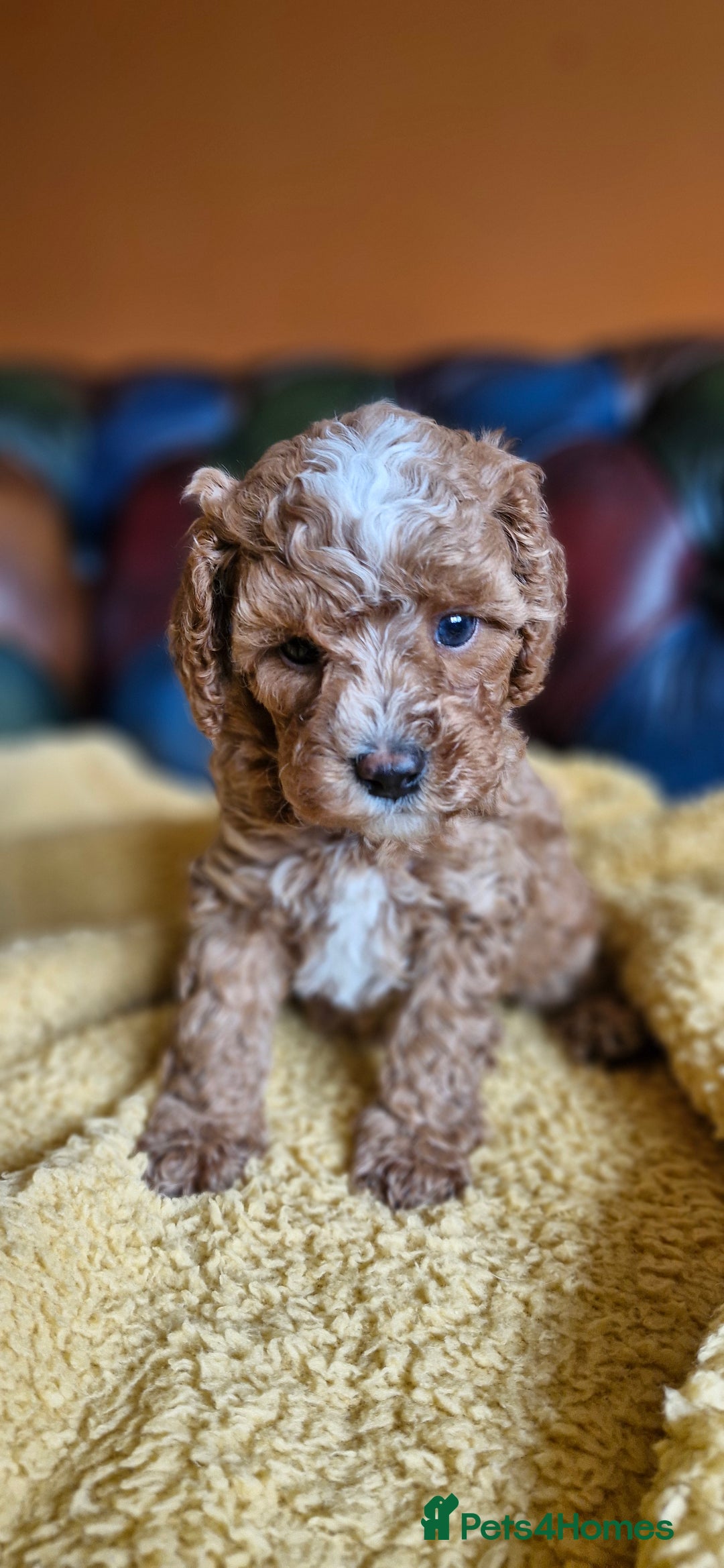 Cavapoo dogs for sale: Gorgeous f1b Cavapoo puppys.Health tested parents  - Image 7