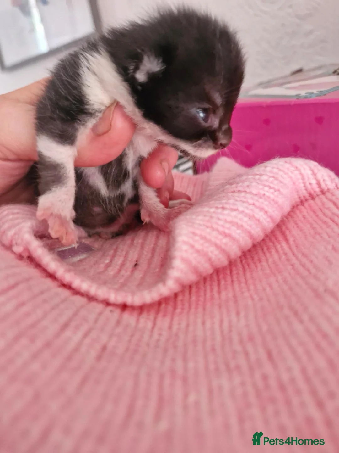 Mixed Breed cats for sale: Black cats  - Advert 2