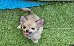 Chihuahua dogs for sale: Long coat Stunning K.C Reg. Puppies **READY NOW** - Image 14