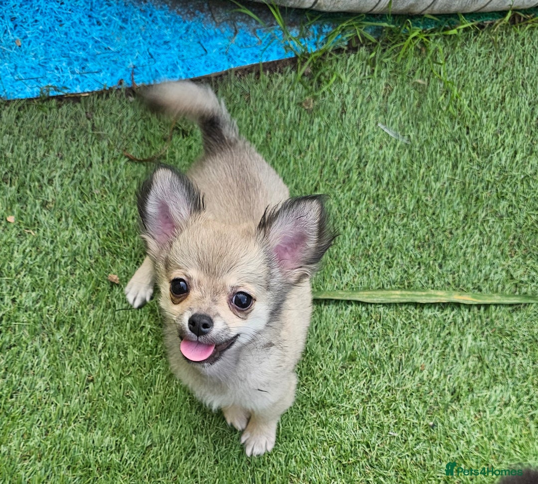 Chihuahua dogs for sale: Long coat Stunning K.C Reg. Puppies **READY NOW** - Image 14