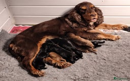 Cockapoo dogs for sale: 🐶Beautiful F1 Cockapoo Puppies🐾 - Image 11