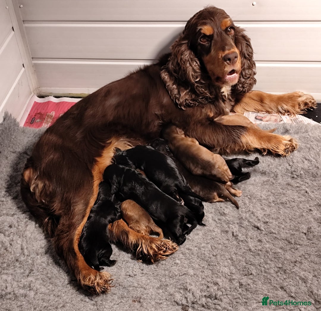 Cockapoo dogs for sale: 🐶Beautiful F1 Cockapoo Puppies🐾 - Image 11