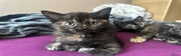 Domestic Shorthair cats for sale: Ginger boy & tortie girls waiting for new families - Advert 10