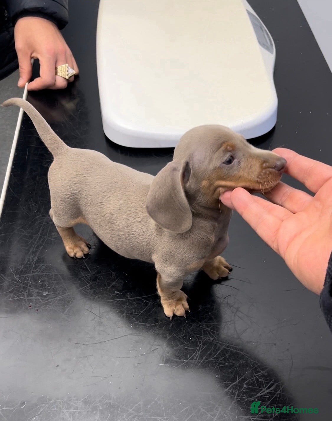 Miniature Dachshund dogs Quality long hair & smooth miniature Daxi puppy’s - Advert 1