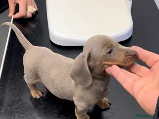 Miniature Dachshund dogs Quality long hair & smooth miniature Daxi puppy’s - Advert 1