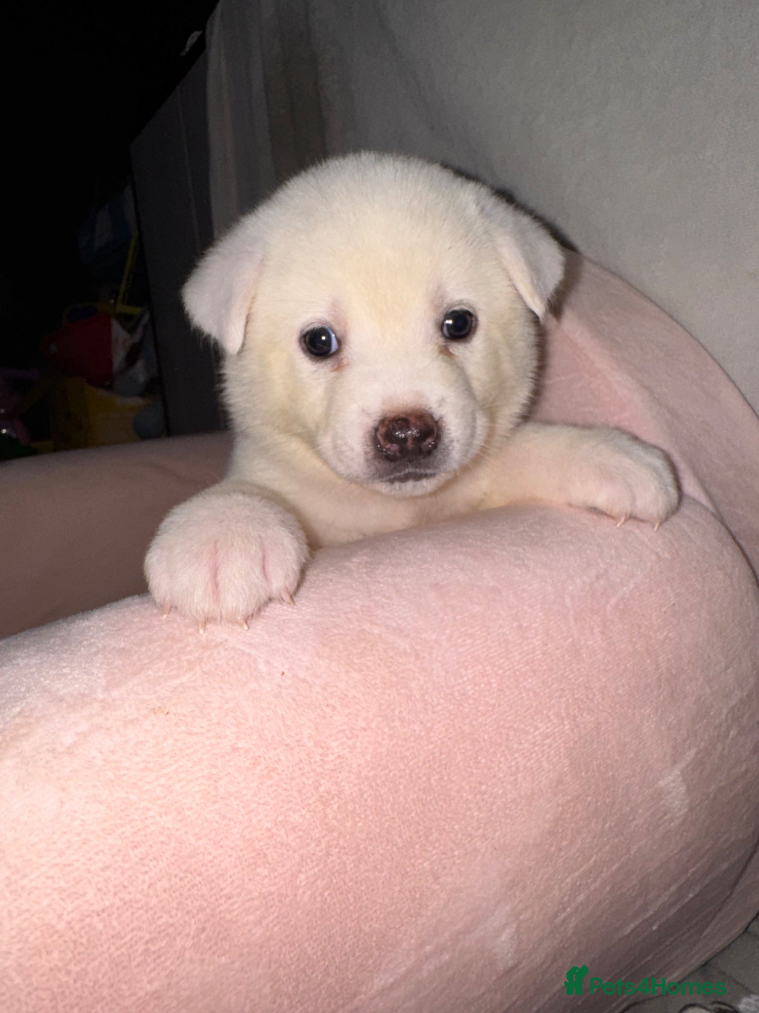 Japanese Akita Inu dogs 5 Japanese Akita Puppies Left  - Advert 4