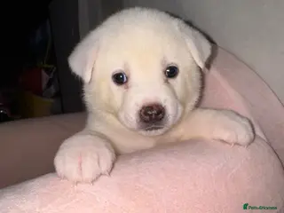 Japanese Akita Inu dogs 5 Japanese Akita Puppies Left - Advert 4