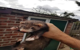 Ferret rodents for sale: Hob ferrets x2 and cage  - Image 1