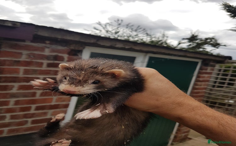 Ferret rodents - Advert 1