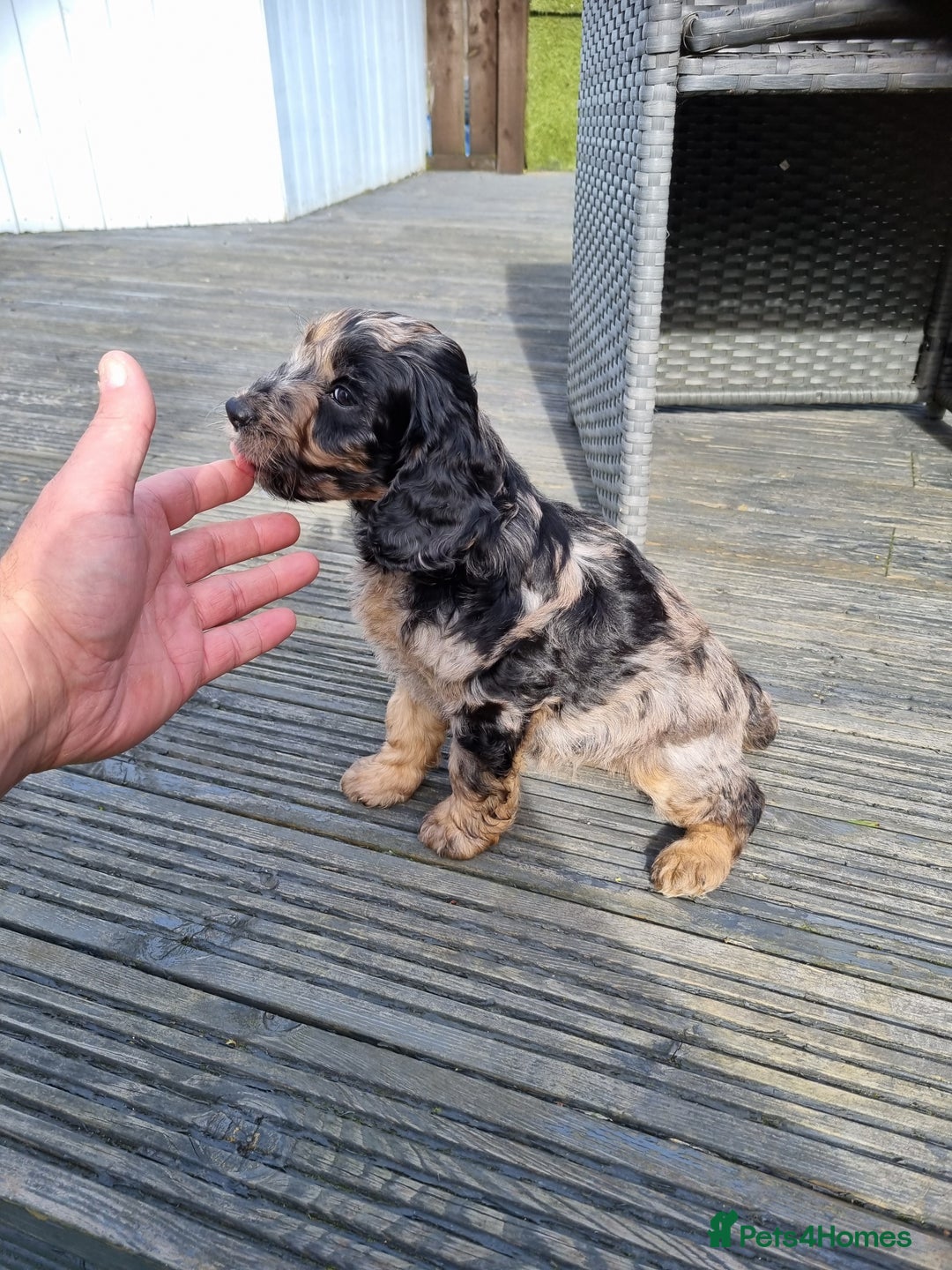 Cockapoo dogs for sale: READY TO LEAVE NOW😍😍😍 - Image 1
