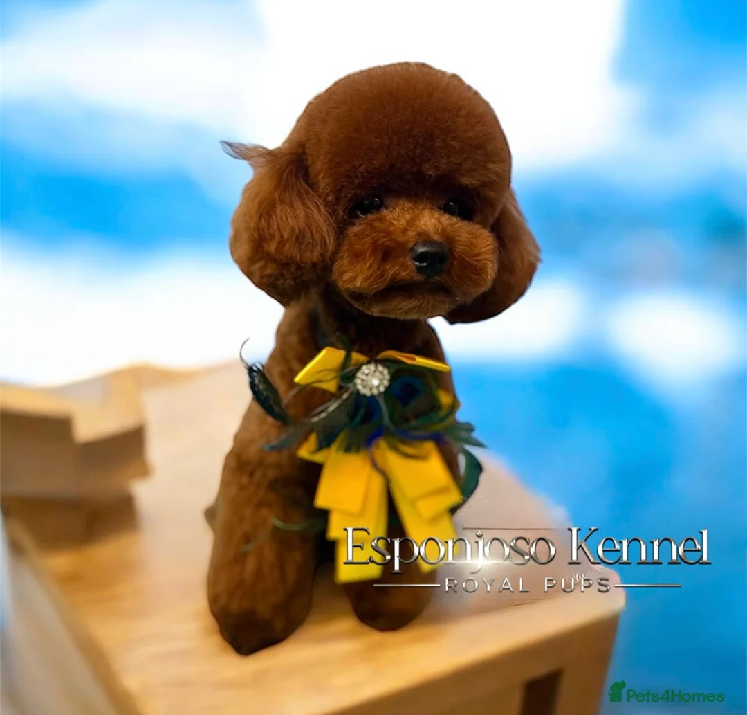 Toy Poodle dogs for stud: 🔥One-in-a-Million teddy Asian toy poodle DNA Stud in Thetford - Advert 21