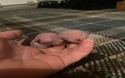 Sphynx cats for sale: Tica Registered Sphynx Kitten - Image 3