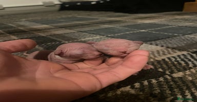 Sphynx cats - Advert 1