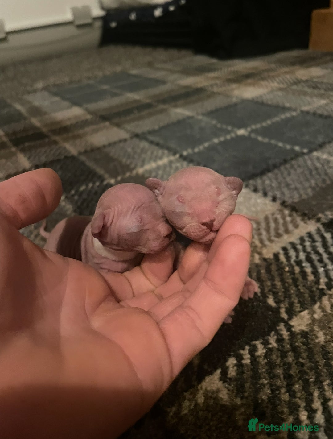 Sphynx cats for sale: Tica Registered Sphynx Kitten - Image 3