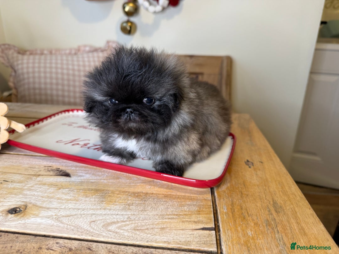 Pekingese dogs for sale: Biggiwigs Pekingese Puppy Availability - Advert 14