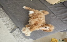 Cavapoo dogs for sale: Sweet little lady looking for a loving home - Image 4