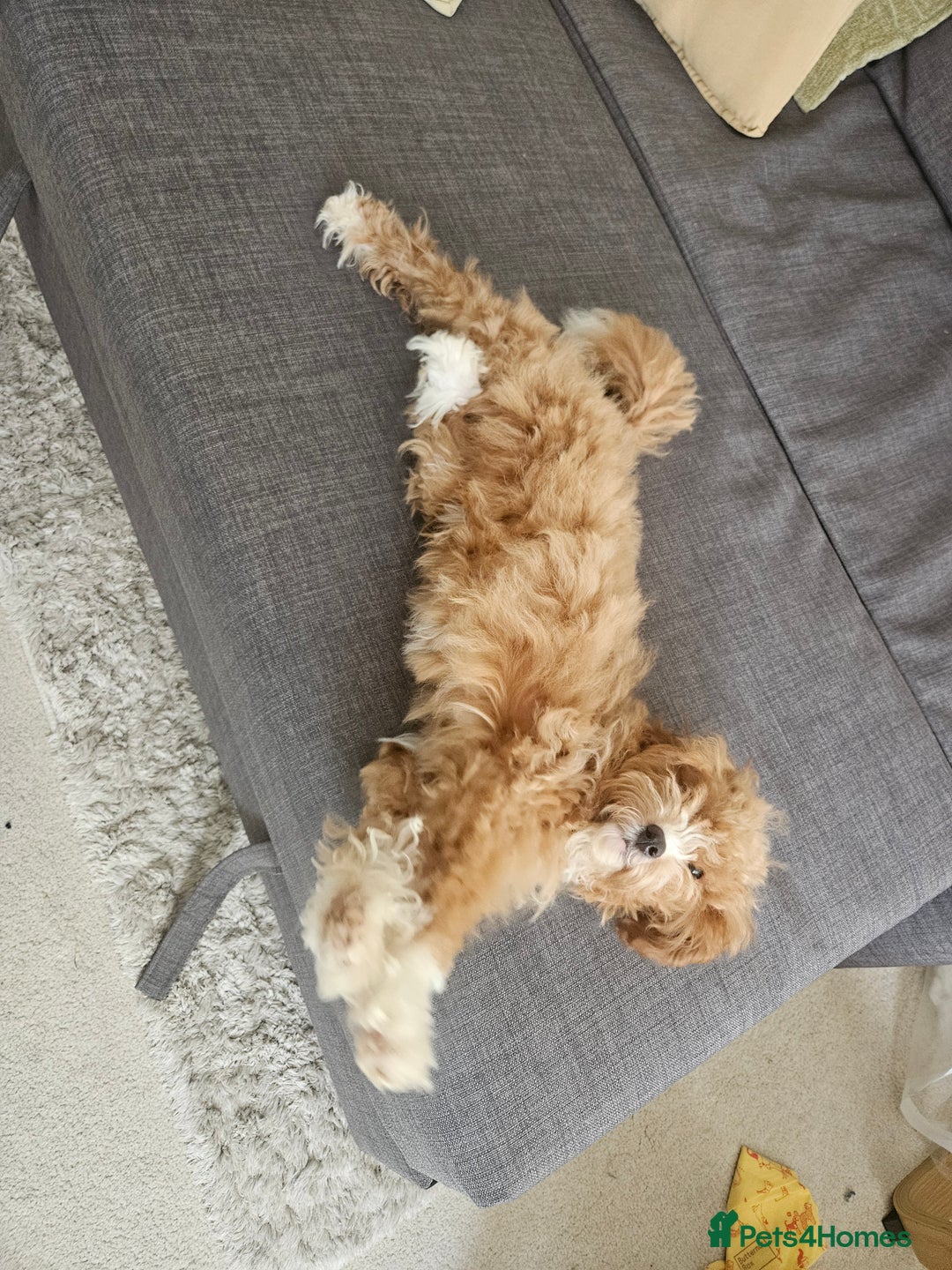 Cavapoo dogs for sale: Sweet little lady looking for a loving home - Image 4