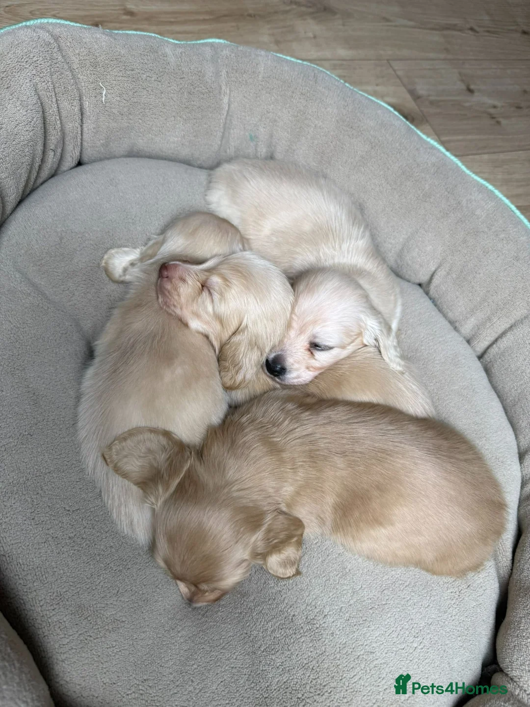 Miniature Dachshund dogs for stud: KC Reg Health Tested Longhaired Pale Cream   - Advert 4