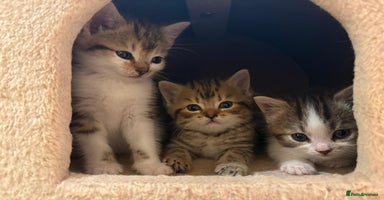 Mixed Breed cats - Advert 3