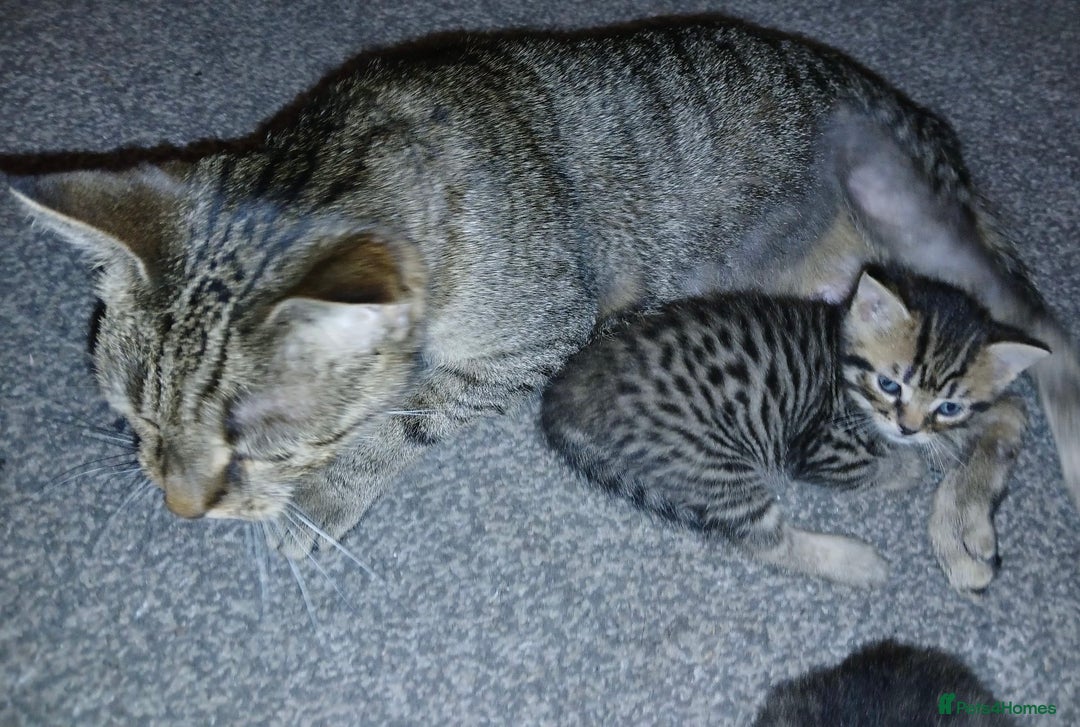 Mixed Breed cats for sale: 4 Beautiful Bears  - Advert 12