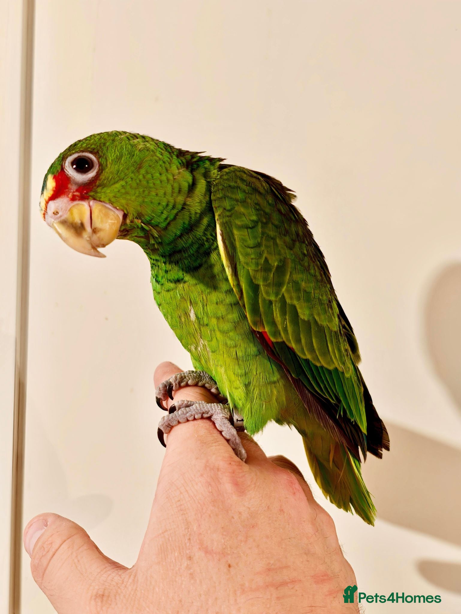 Parrots birds Baby White Fronted Amazon Parrot Hand Reared - Advert 1