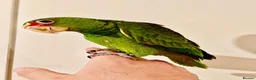 Parrots birds for sale: Baby White Fronted Amazon Parrot Hand Reared - Advert 2