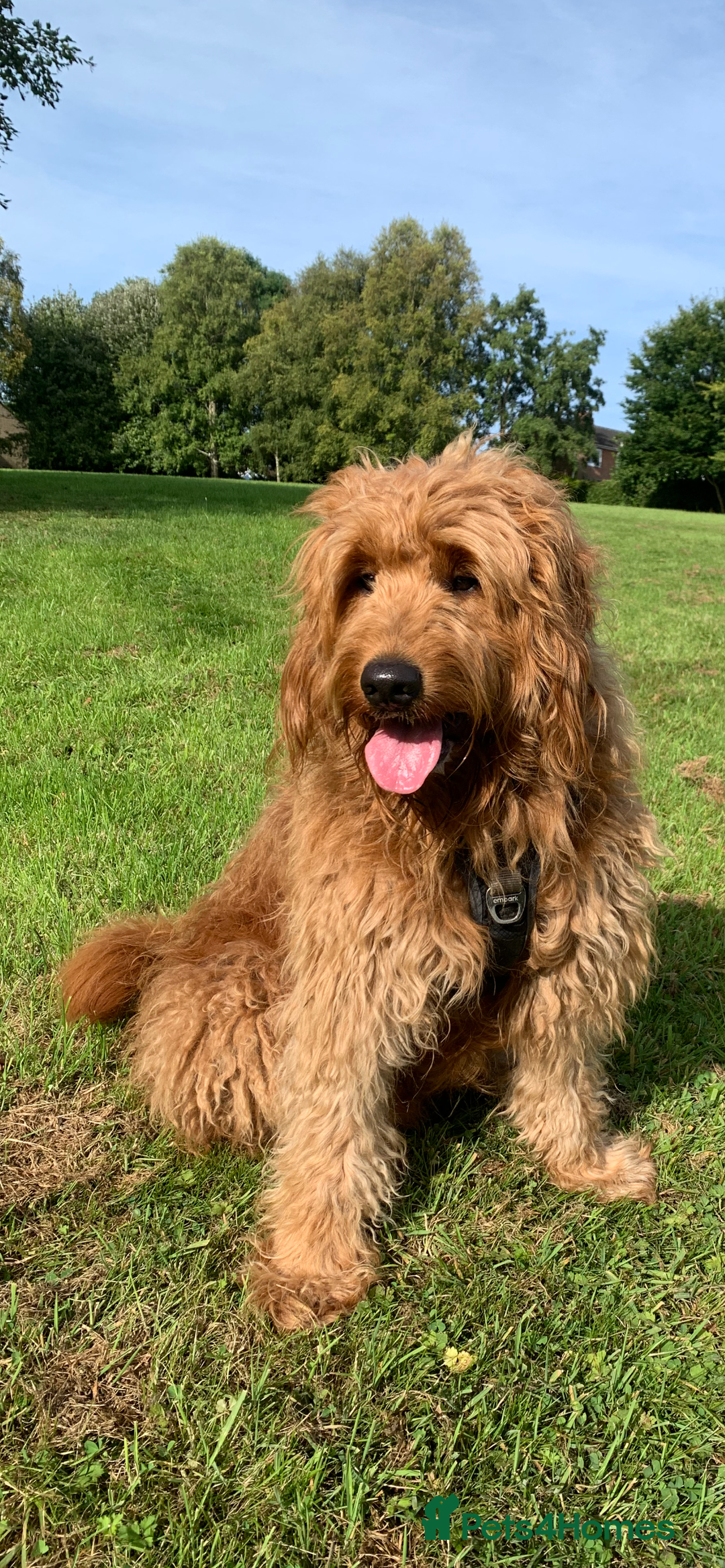 Mini Goldendoodle dogs for sale: F1 pups by POLICE dog trainer / Licensed breeder - Image 22