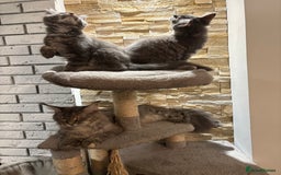Maine Coon cats for sale: Pure blood Maine coon kittens  - Image 21