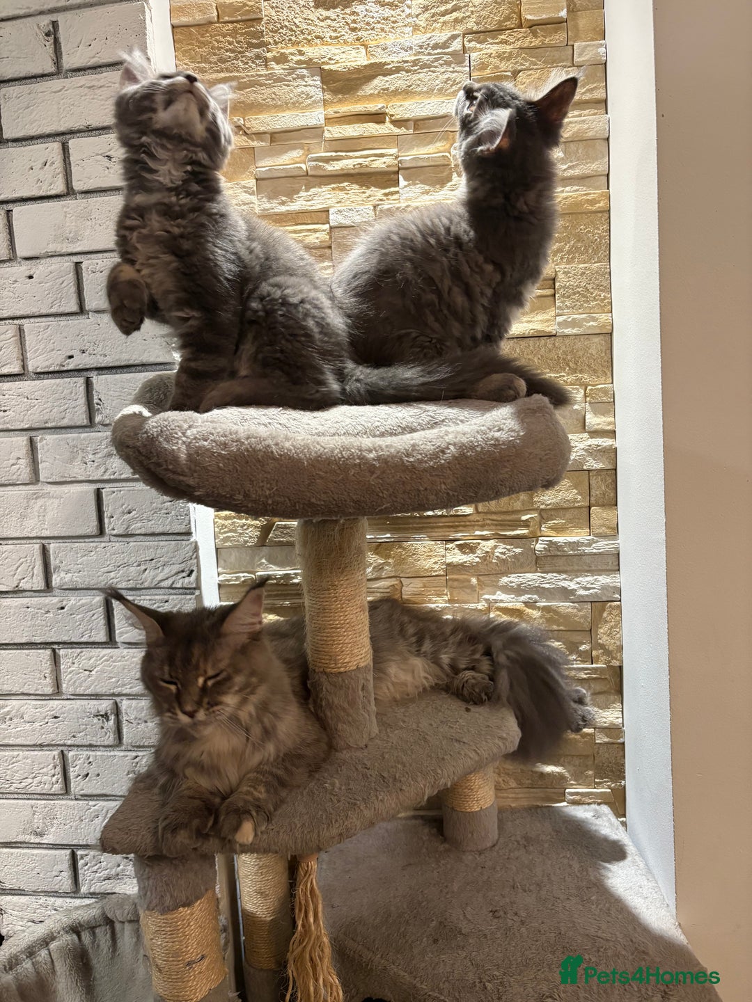Maine Coon cats for sale: Pure blood Maine coon kittens  - Image 21