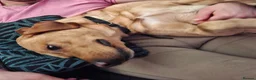 Labrador Retriever dogs for stud: Labrador Retriever KC registered Stud Dog in Lydbrook - Advert 5