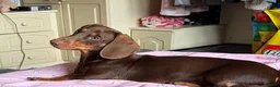 Dachshund dogs for sale: URGENT rehoming for 11 month Sausage dog - Advert 1