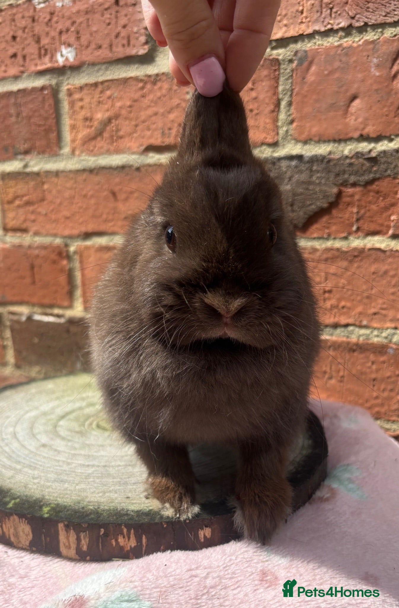 Netherland Dwarf rabbits 8 months old chocolate self Netherland  female  - Advert 2