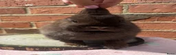Netherland Dwarf rabbits for sale: 8 months old chocolate self Netherland  female  - Advert 2