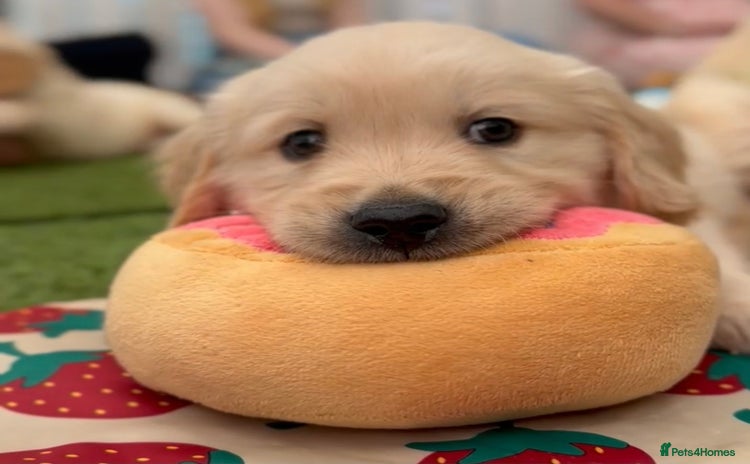 Golden Retriever dogs - Advert 1