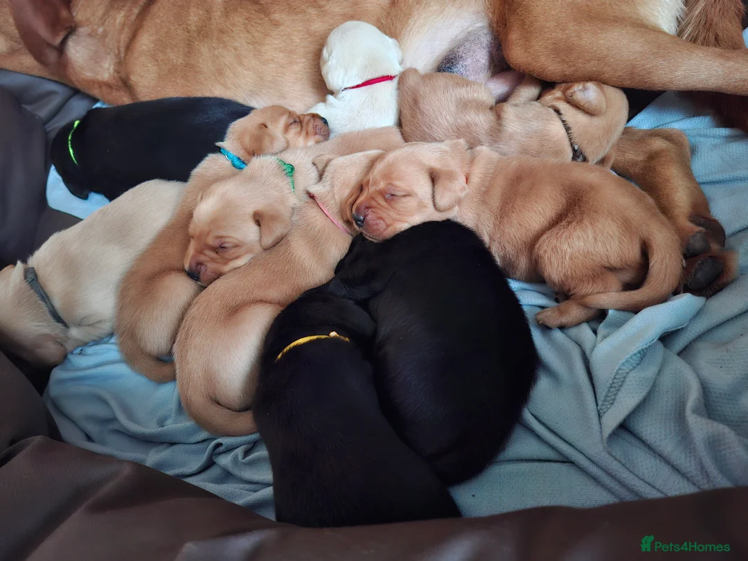 Labrador Retriever dogs for sale: Labrador Retriever litter - Advert 11