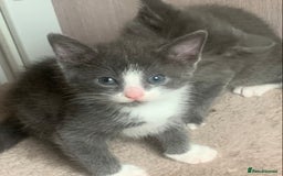 Mixed Breed cats for sale: Beautiful Grey girl  - Image 5