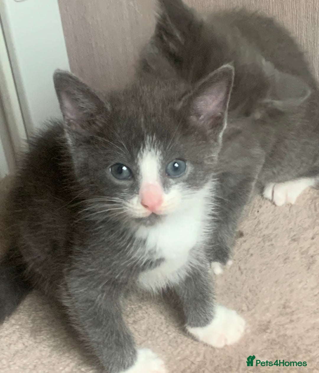 Mixed Breed cats for sale: Beautiful Grey girl  - Image 5