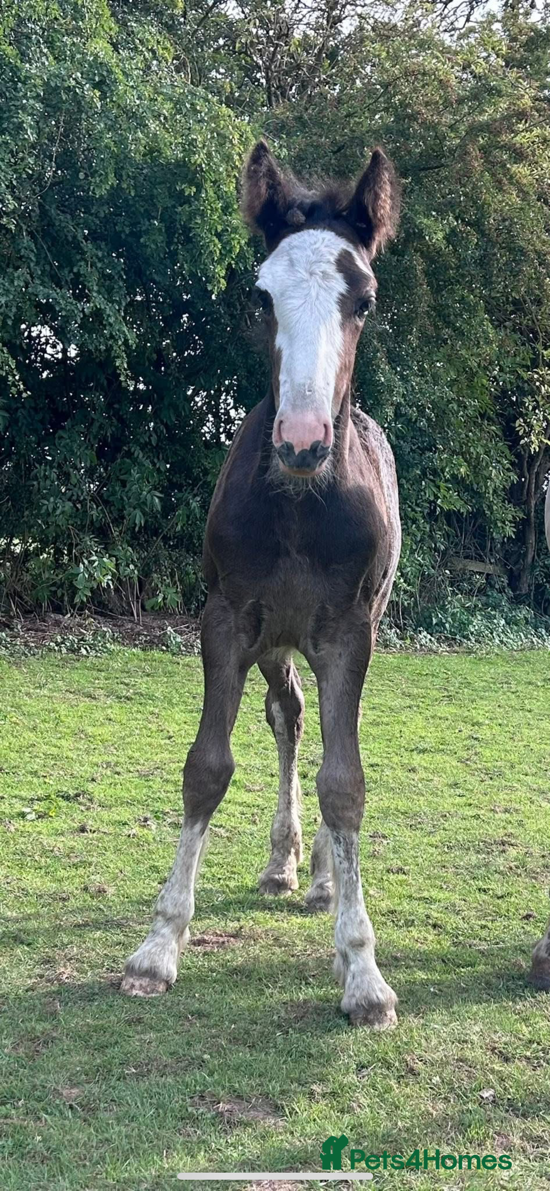 Irish Cob horses for sale: Filly for full loan or sale  - Advert 16