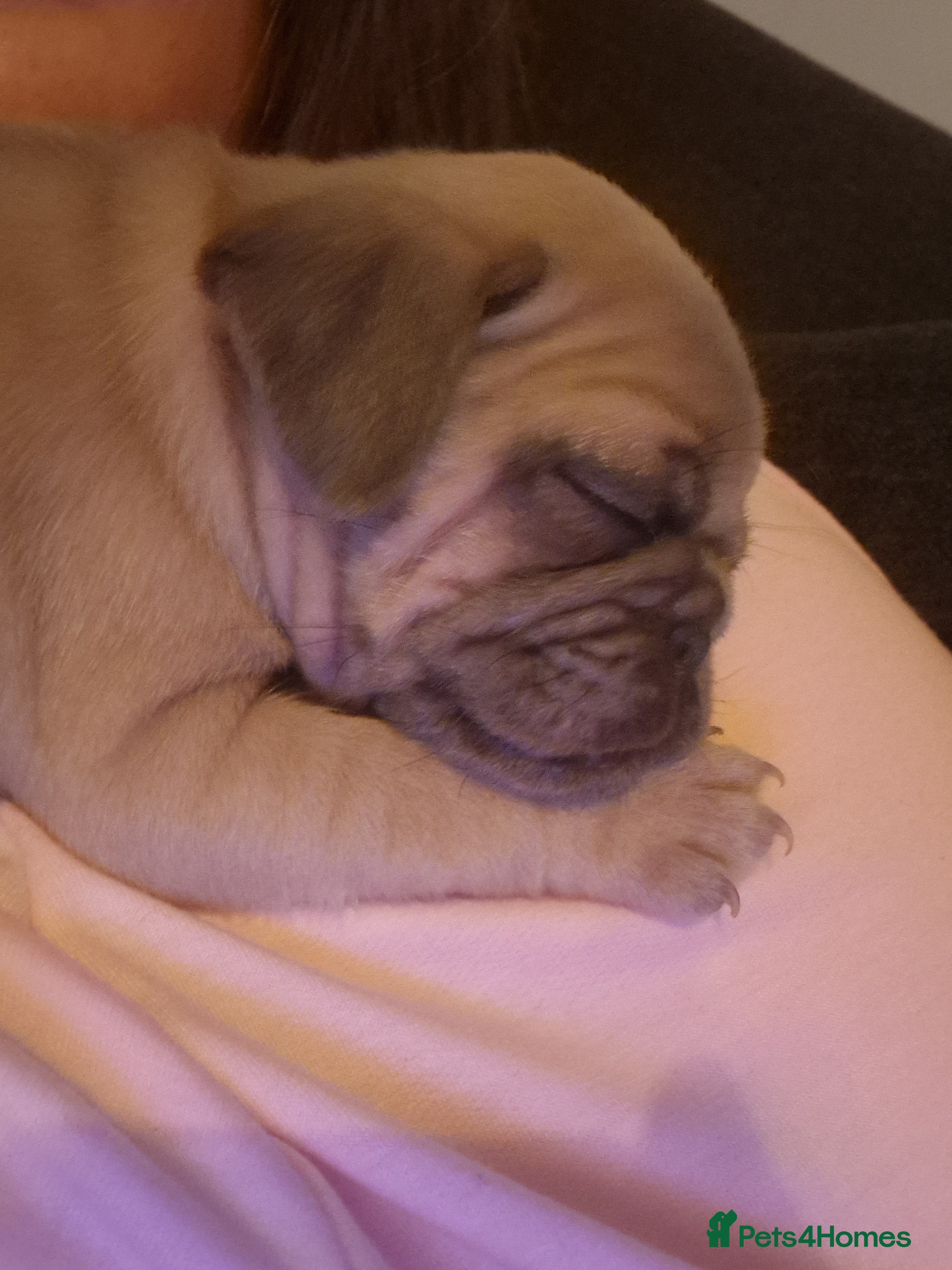 Pug dogs Lilac Fawn Male Pug puppy - Advert 1