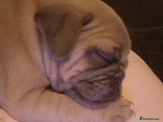 Pug dogs Lilac Fawn Male Pug puppy - Advert 2