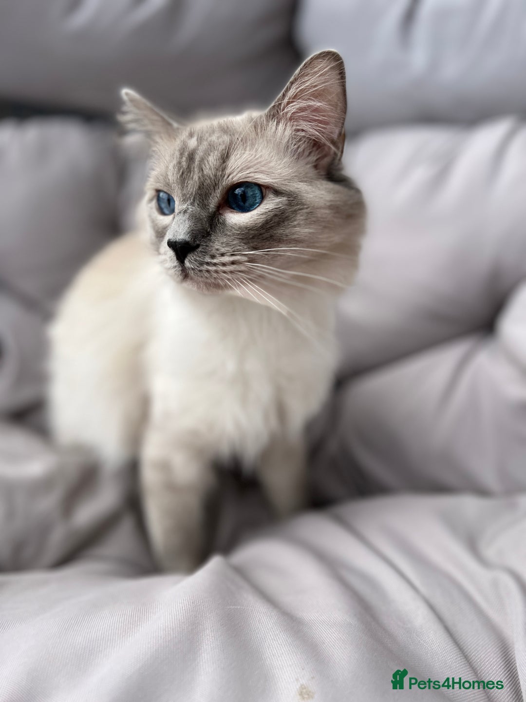 Ragdoll cats for stud: GCCF registered Ragdoll stud in Stoke-on-Trent - Advert 10