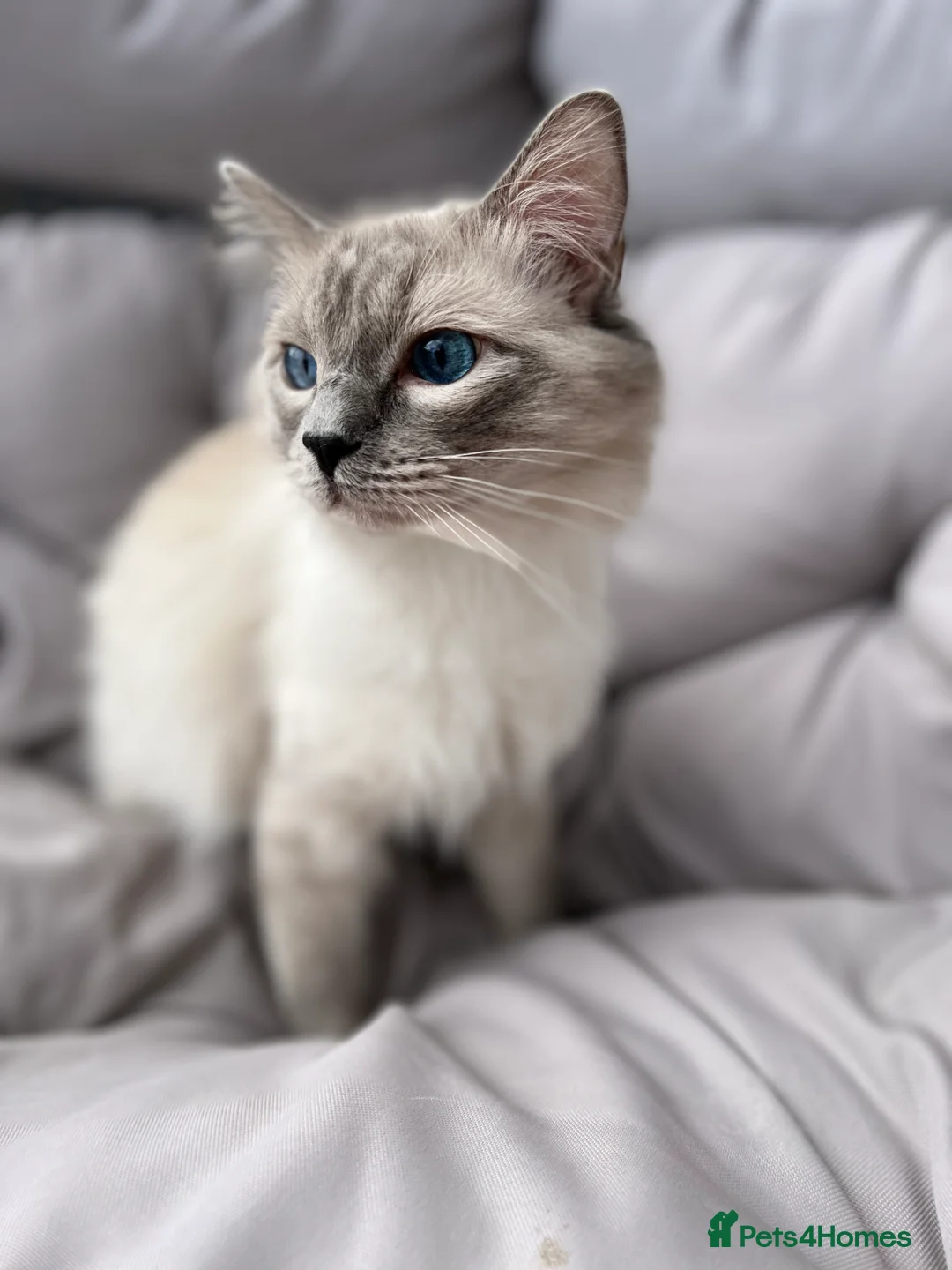 Ragdoll cats for stud: GCCF registered Ragdoll stud in Stoke-on-Trent - Advert 10