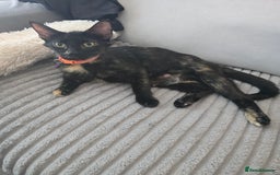 Mixed Breed cats for sale: Lovely kittens  in Walsall - Image 9