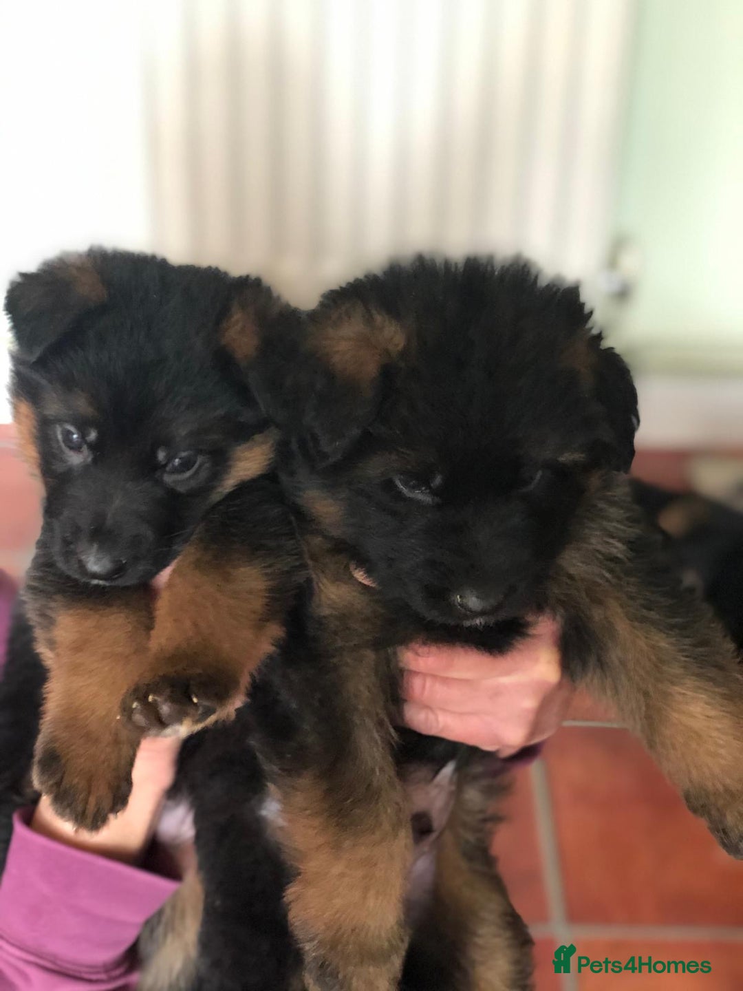 German Shepherd dogs for sale: West German German Shepherd stud dog for sale - Image 17