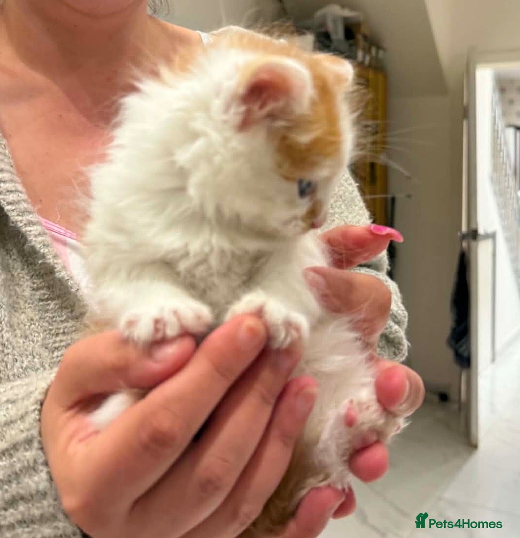 Mixed Breed cats Fluffy long haired male kitten available now - Advert 1