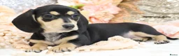 Miniature Dachshund dogs for sale: KC Miniature Dachshund Puppies - Advert 27