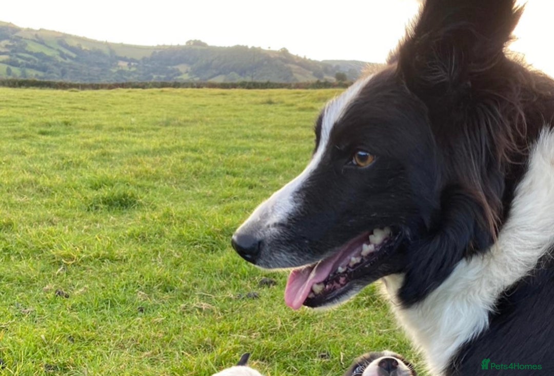 Border Collie dogs for sale: Border Collie Pups  - Advert 13