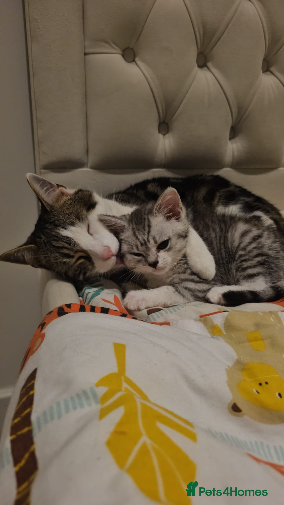Domestic Shorthair cats Half British short hair, half domestic short hair  - Advert 5