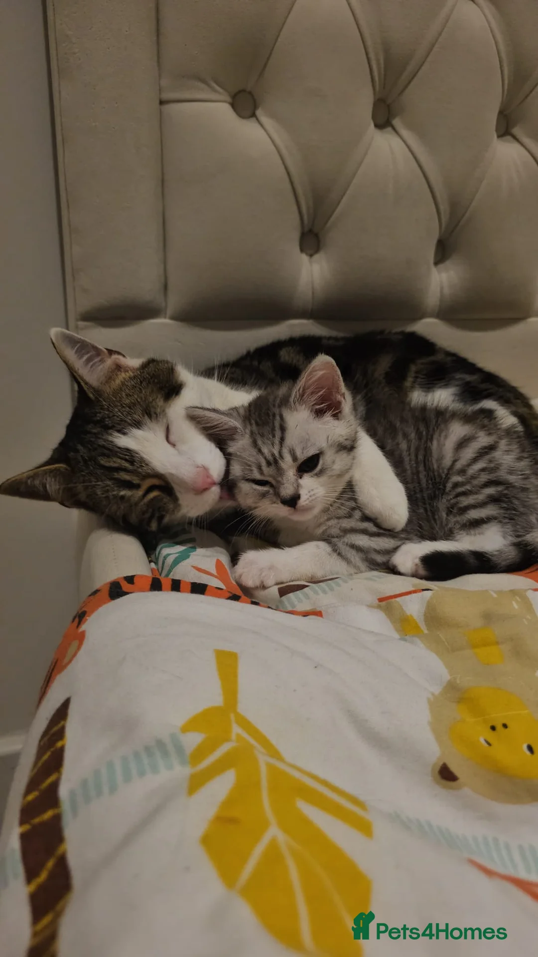 Domestic Shorthair cats for sale: Half British short hair, half domestic short hair  in London - Advert 1